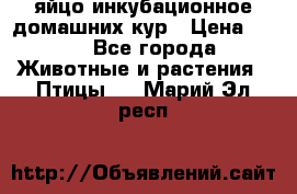 яйцо инкубационное домашних кур › Цена ­ 25 - Все города Животные и растения » Птицы   . Марий Эл респ.